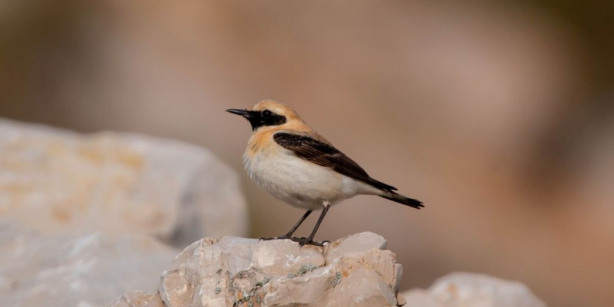 Traquet oreillard © Leo Cantiran - LPO PACA
